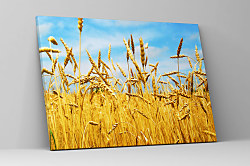 Obraz Pšeničné pole 1503